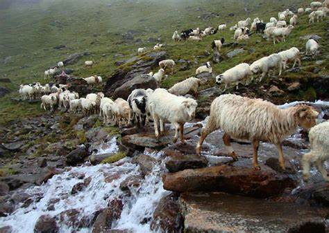 जुम्लामा चट्याङबाट ५० भेडाबाख्रा मरे