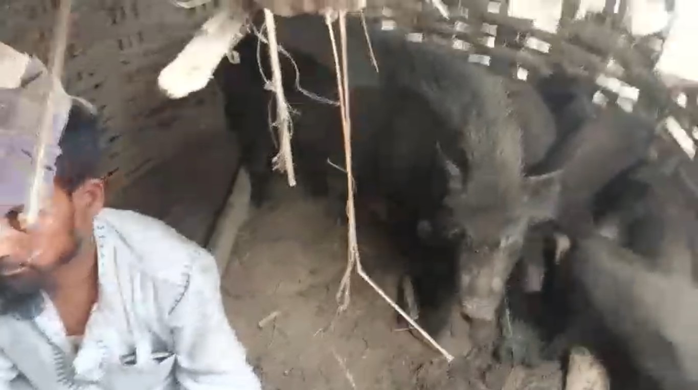 सामान्य विवादमा सुंगुरको खोरमा थुनेर अंसारी माथि कुटपिट 