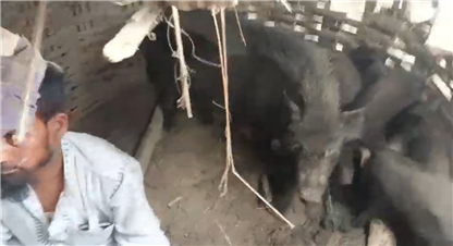 सामान्य विवादमा सुंगुरको खोरमा थुनेर अंसारी माथि कुटपिट 